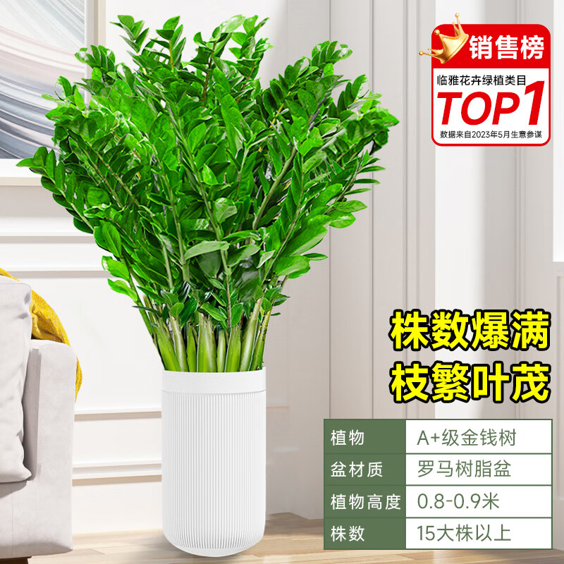 美外金錢樹盆栽客廳大花盆旺宅樹辦公室內(nèi)大型好養(yǎng)綠植物喬遷搖錢串子 新品【15株以上】精品A+級(jí)金_K