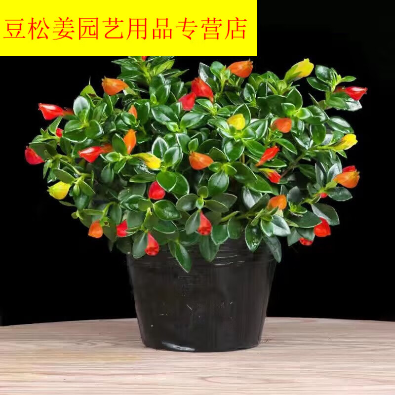 蕊鲜生金鱼花吊兰室内好养花卉盆栽四季开花耐寒绿植 混色红橙黄 带原