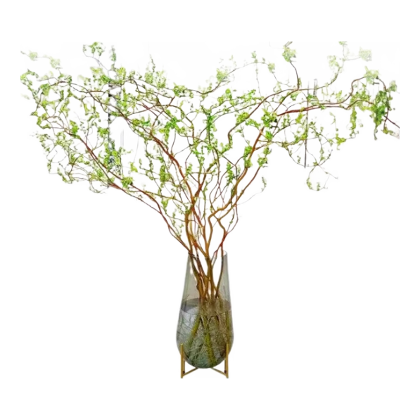 ڲ֦ˮֲľ괺ֲﻨԺ֧ѩ ֦80cm10֧ˮҶ 10.6Ԫ