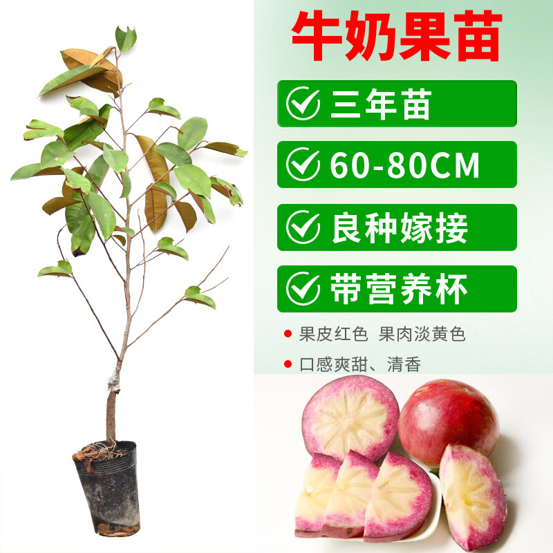 越南牛奶果嫁接苗星苹果苗热带果苗 紫龙 金星果牛奶果树苗地栽 牛奶