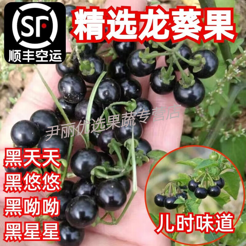 东北新鲜龙葵果黑天天黑悠悠黑呦呦黑星星端端顺丰空运水果泡酒吃 250