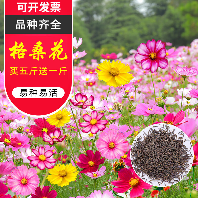 活室外多年生花卉室内盆栽草花籽绿化公园花海开花 格桑花种子1000粒