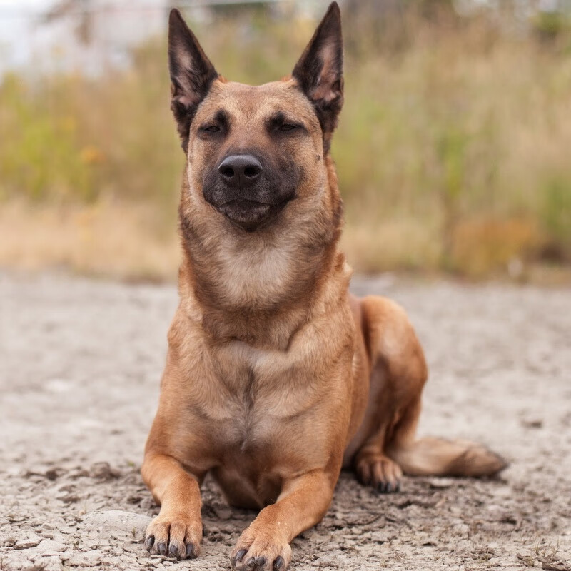 淮爵混血马犬田园犬家养狗串串土狗狗活体小狗幼崽宠物 母