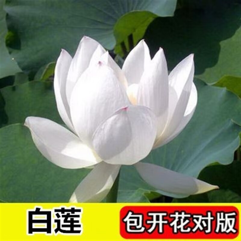 莲藕苗种莲花食用四季观赏睡莲生水培植物碗莲种根苗 状元红带芽发货