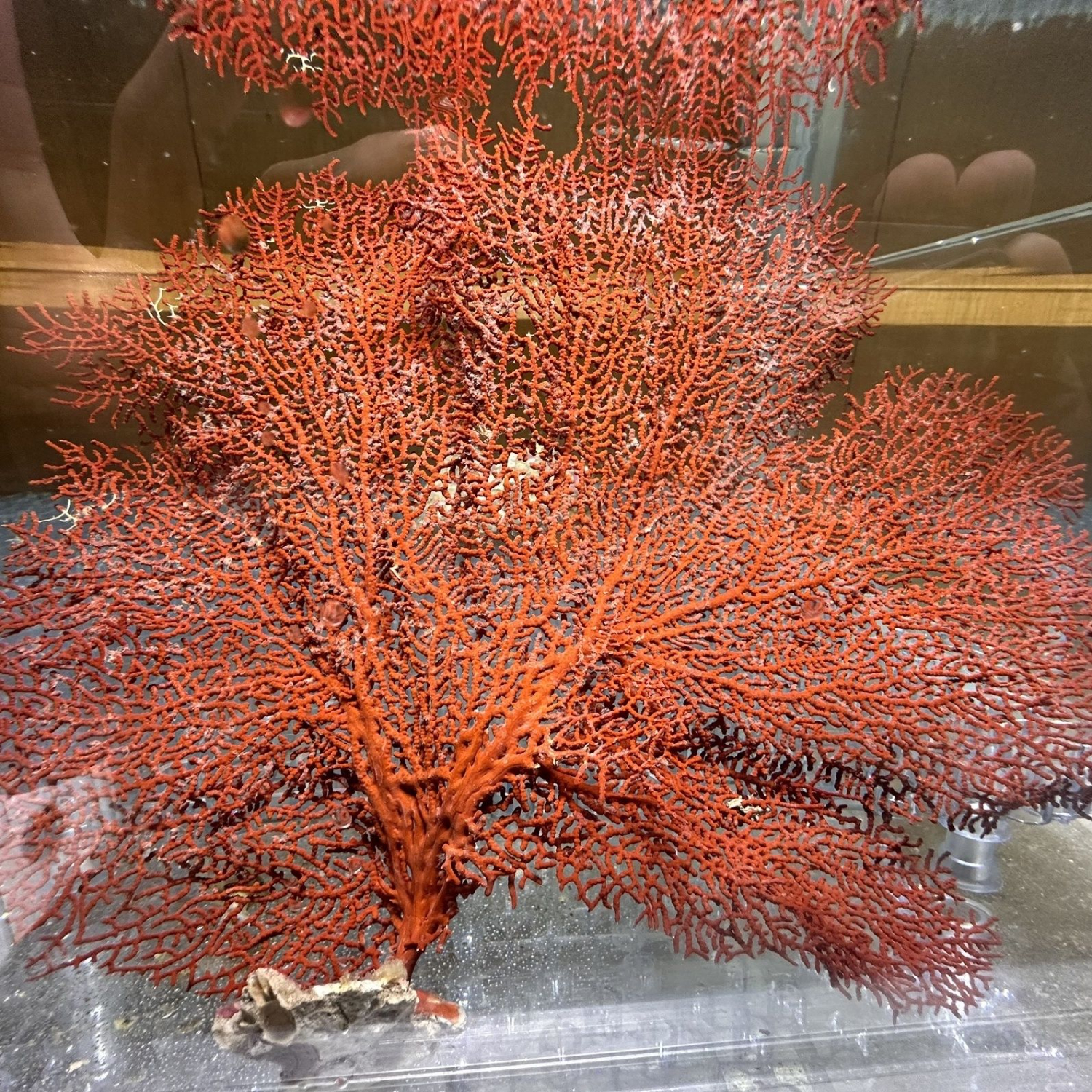 海树珊瑚树非仿真珊瑚造景水族花草装饰珊瑚树枝鱼缸海缸造景摆件