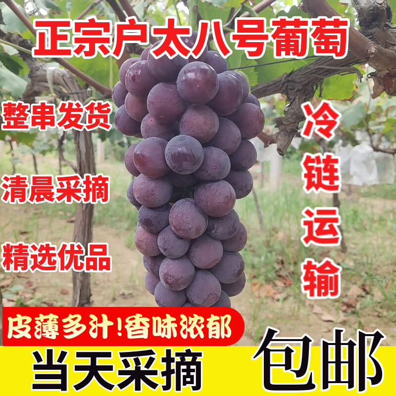 陕西正宗户太八号葡萄新鲜采摘整串发货冷链运输礼盒整箱包邮 4.8-5.5斤 精选礼盒(2-3串)