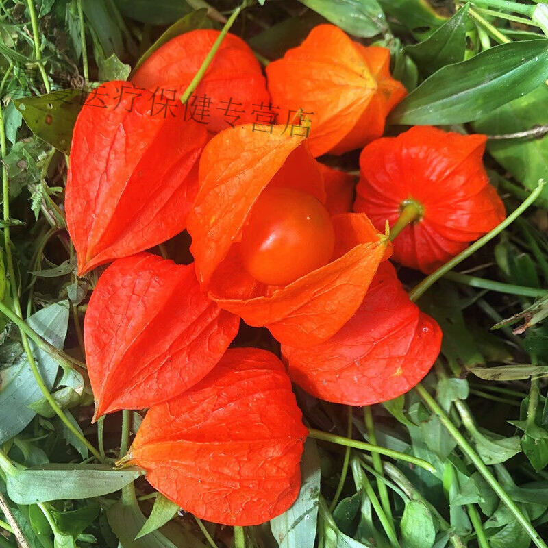 野生红姑娘果新鲜苦姑娘锦灯笼草果皮一体药用1斤包邮 红姑娘半斤