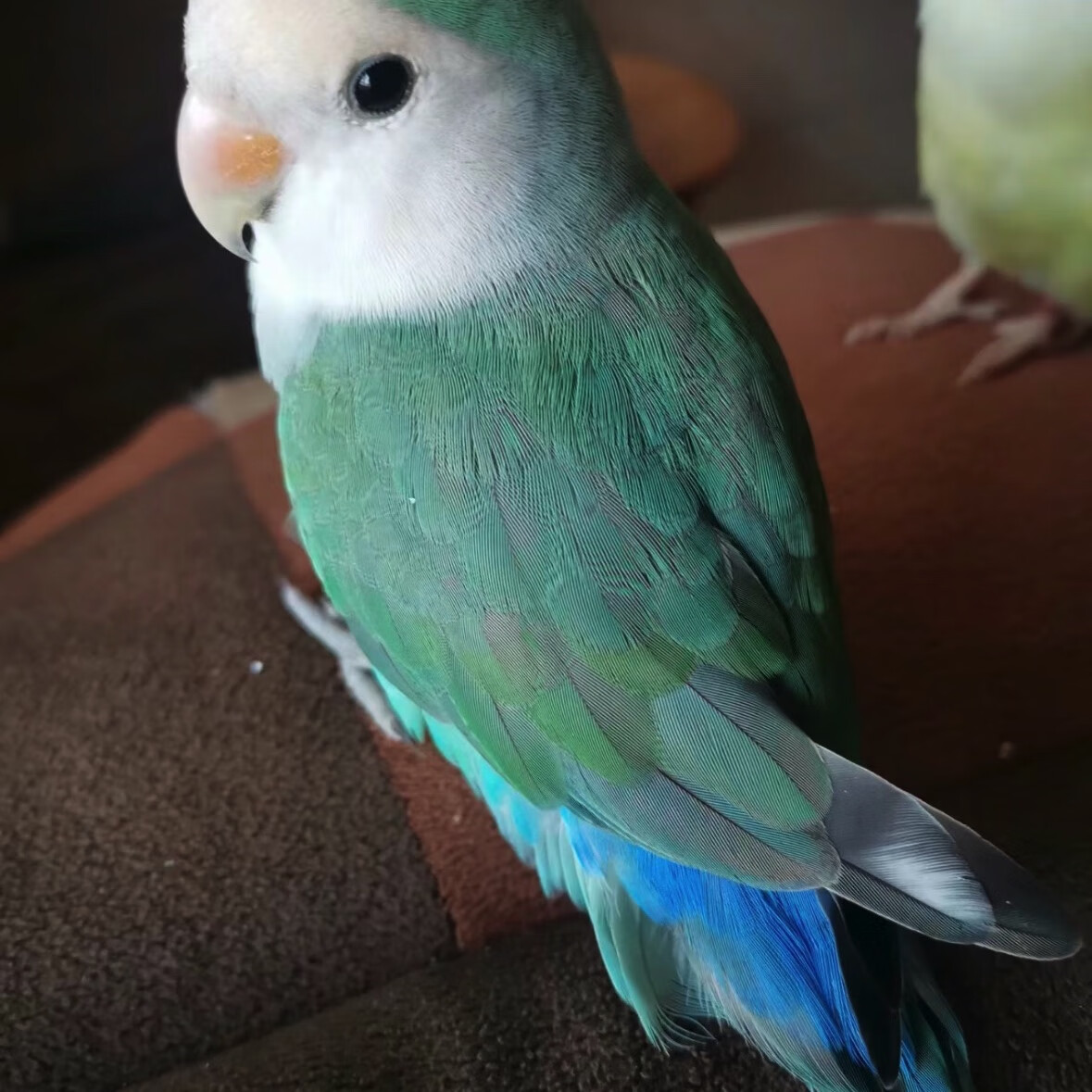 牡丹鹦鹉黄桃金银顶紫罗兰爱情鸟宠物鸟日桃亲人说话活体宠物鸟 蓝银