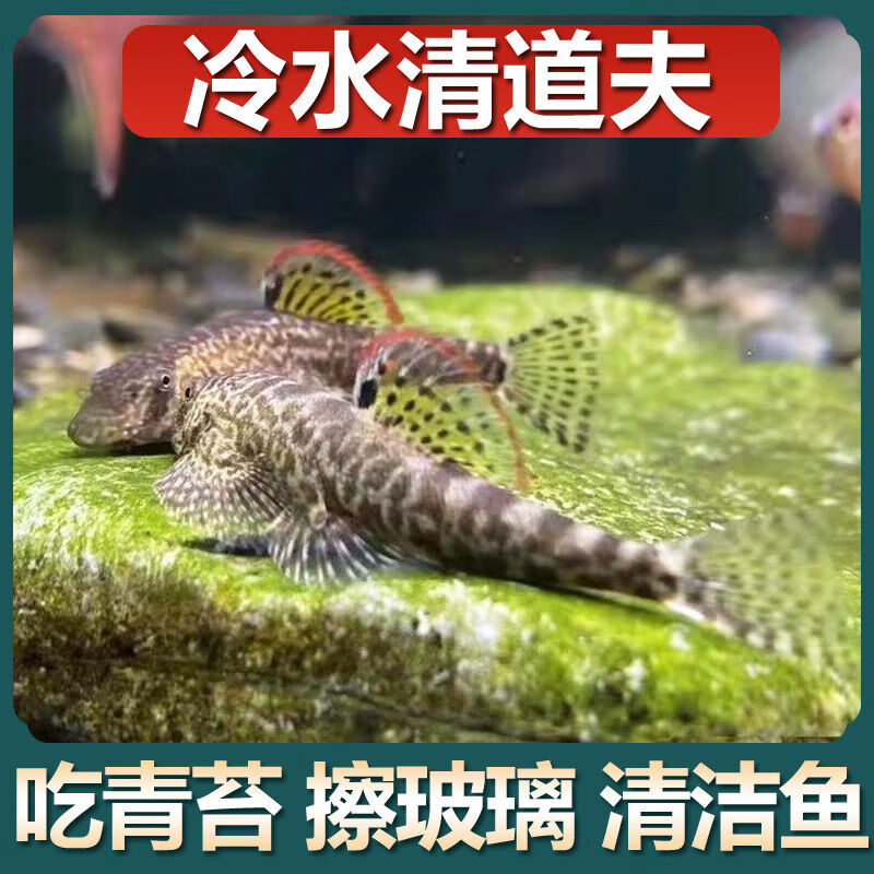 贵州爬岩鳅冷水清道夫鱼琵琶鼠双吸盘吸鳅 除藻吃垃圾擦玻璃 小吸盘