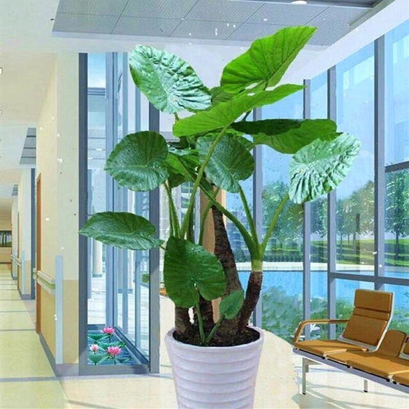 大叶滴水观音绿植盆栽室内阳台客厅盆景植物花卉老桩霸王芋花 【不带叶】20-25厘米高1颗