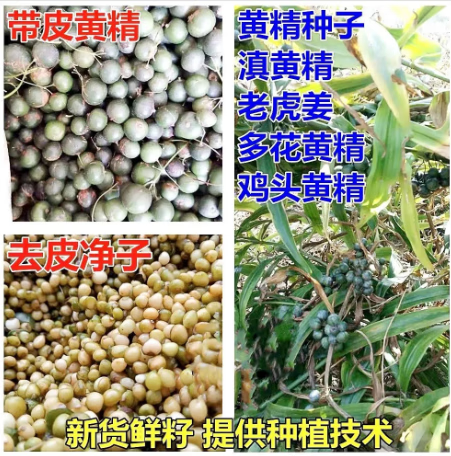 汇种草农黄精种子中草药老虎姜 黄精种子净子500克
