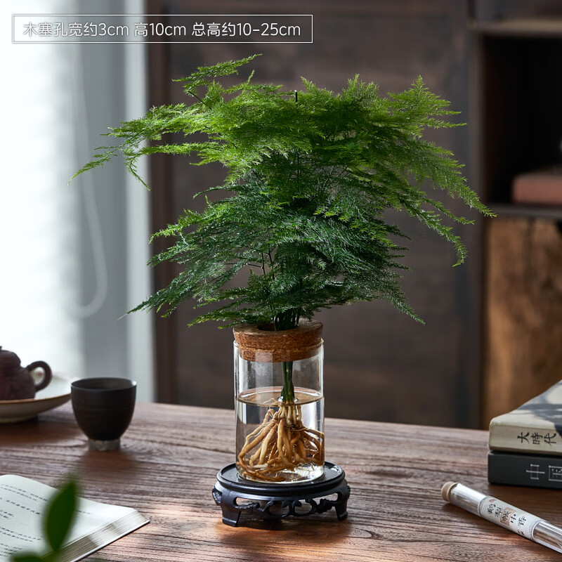 水培植物文竹盆栽室内懒人好养四季常青办公室茶桌办公桌花卉绿植 文竹+圆筒杯+圆塑托