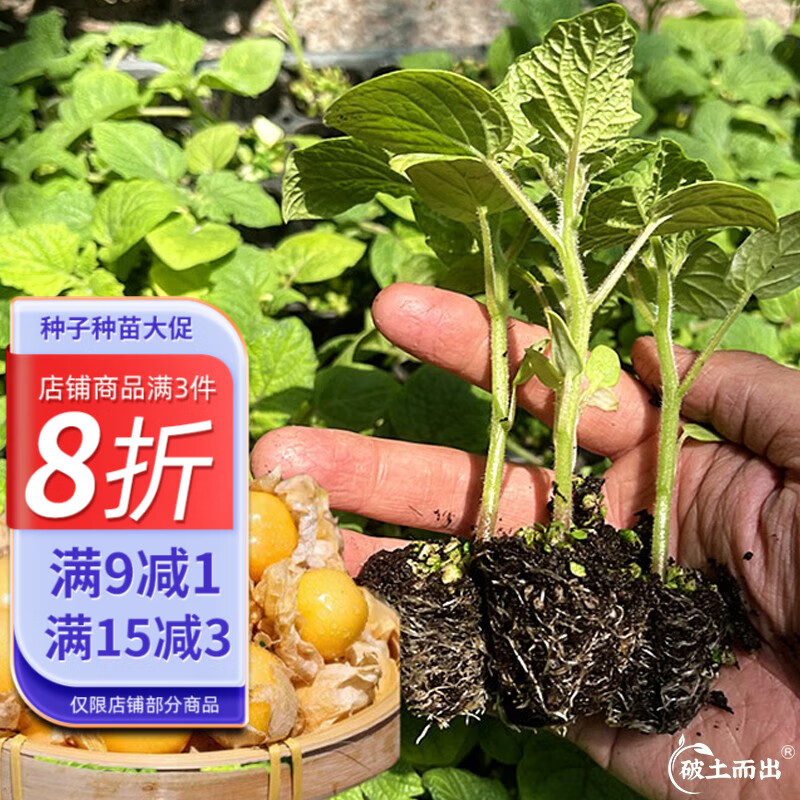 大禹东北姑娘果种子苗大果灯笼果苗树苗水果籽 水果菇娘苗 5棵