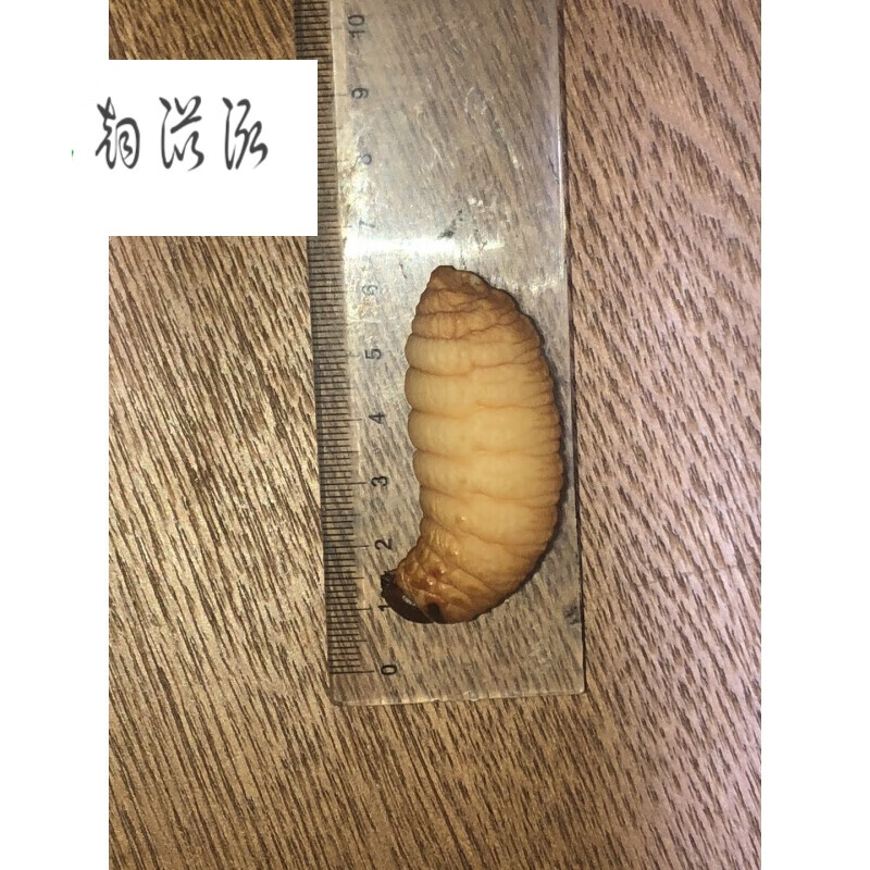 虎钢馋云贵川竹笋虫川味麻辣串串烧烤餐饮小吃特产500克