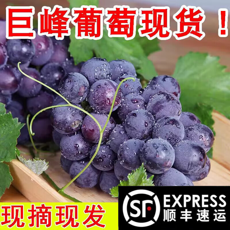 rrlfcs东北巨峰葡萄【顺丰直达】辽宁新鲜水果当季孕妇无籽现摘葡萄超
