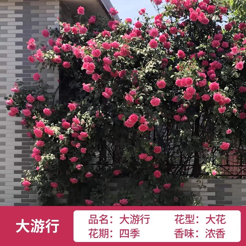 ���ڲ��������š�1.6�״��硿Ǿޱ�����ٱ��¼���ǽ�ش�������ֲ���ļ����� ������1��6������