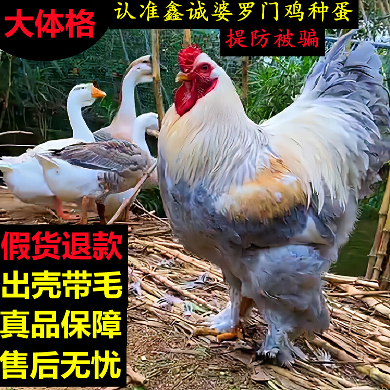 大型婆罗门鸡种蛋受精蛋可孵化巨型梵天鸡种蛋观赏鸡种蛋包孵化 1枚