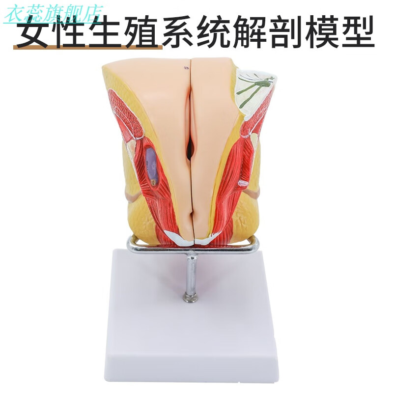 睾丸模型男性生殖模型 教学仿真生殖器泌尿标本内外生殖器睾丸解剖