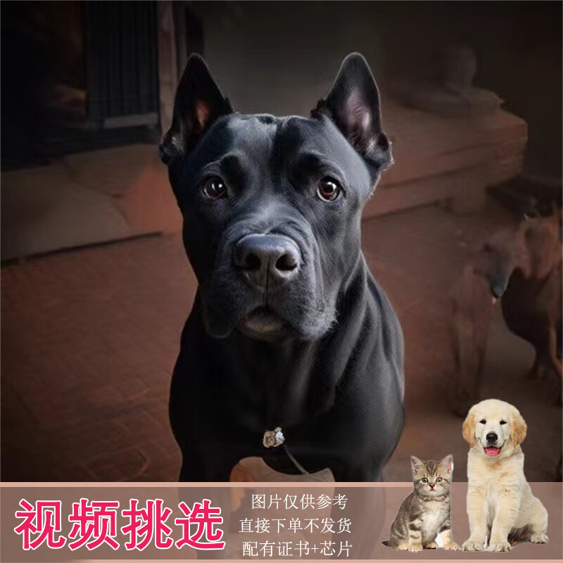 酷季纯种精品卡斯罗犬活体宠物狗狗双血统卡斯罗幼犬幼崽宠物狗狗