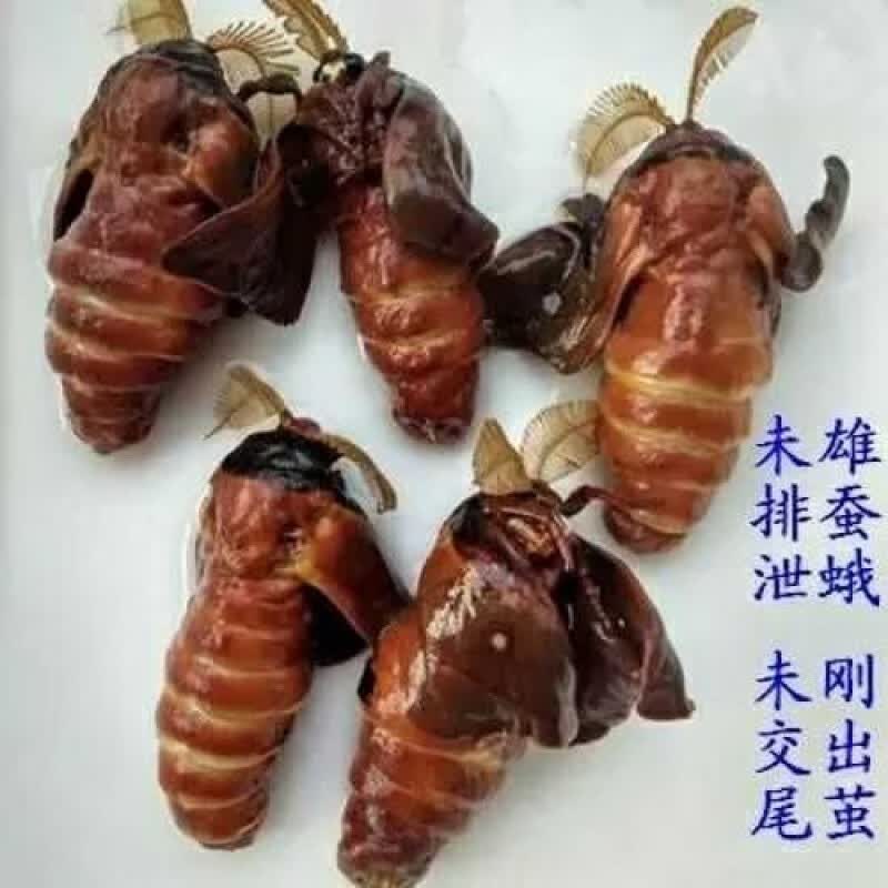 雄蚕蛾未交尾原浆一瓶(泡酒专用) 1g 1桶