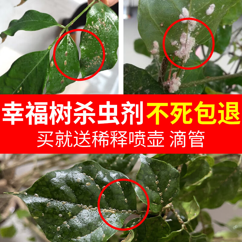 顾欢桂花树营养液杀虫药蚧壳虫专用药室内绿植多肉兰花幸福树专用杀虫