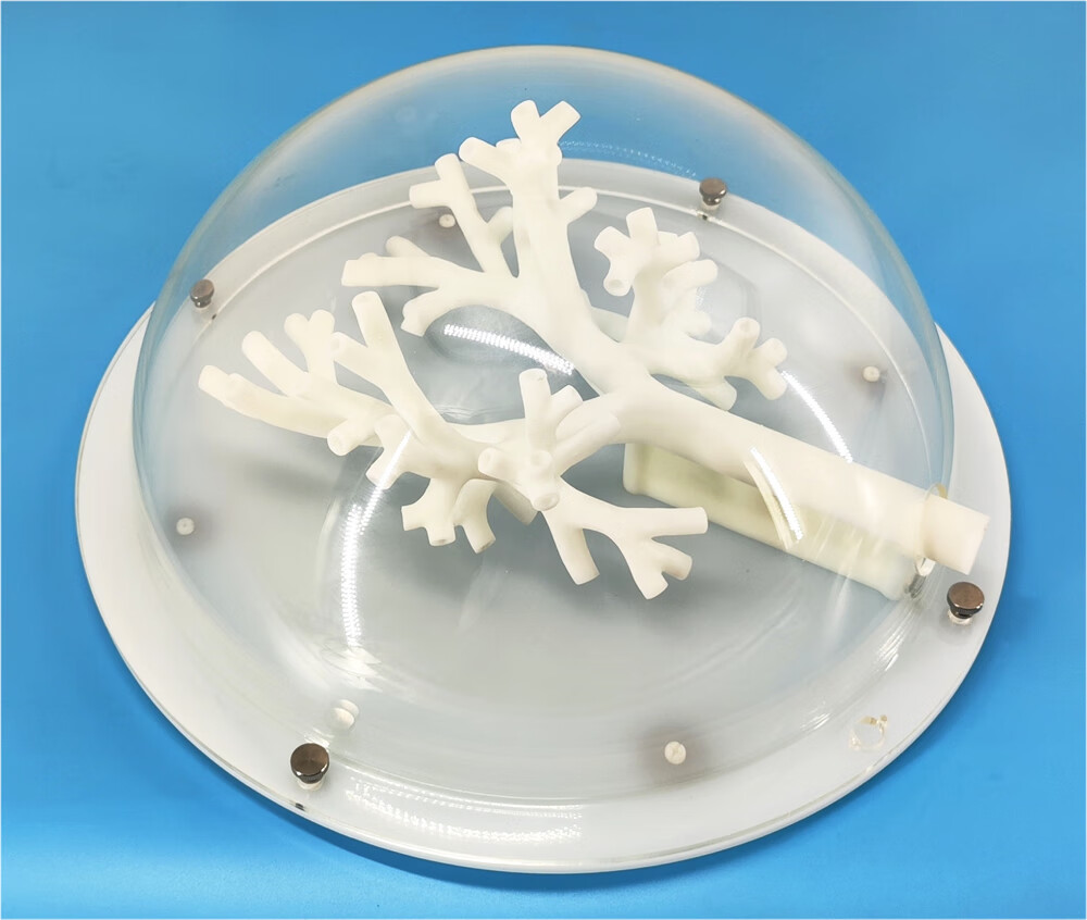 支气管镜训练模型 气管模型5级分支 硬质材料