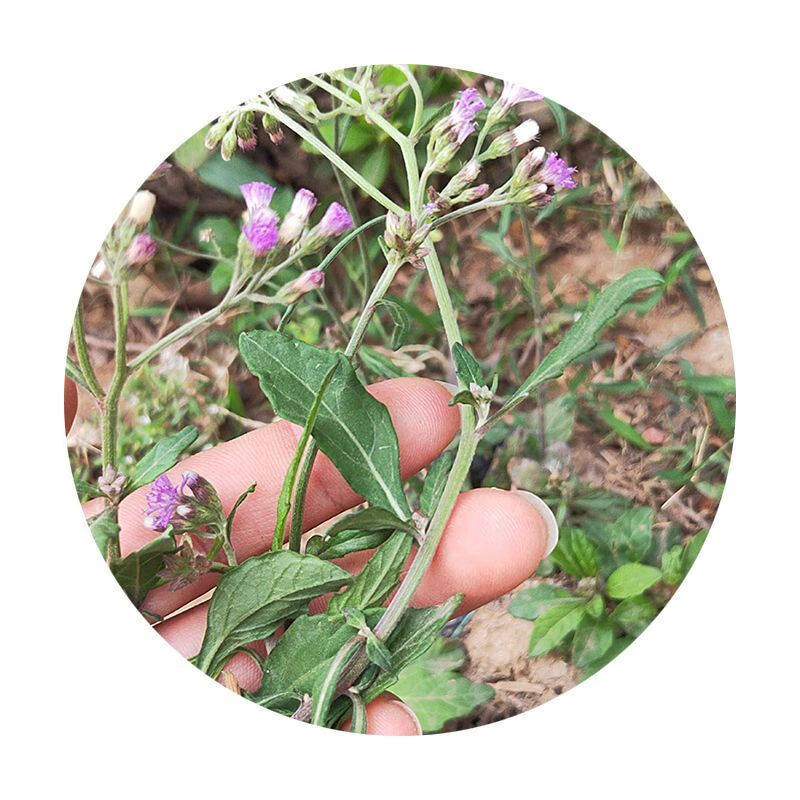 哒琳北北深山野生中草药天蓬子种子天蓬子种子一枝香紫花地丁 半斤