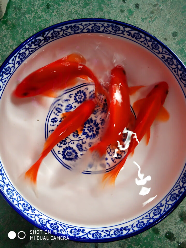 墨一冷水鹦鹉鱼招财鱼淡水鱼好养易活发财鱼活体金冷水观赏鱼 7-9厘米