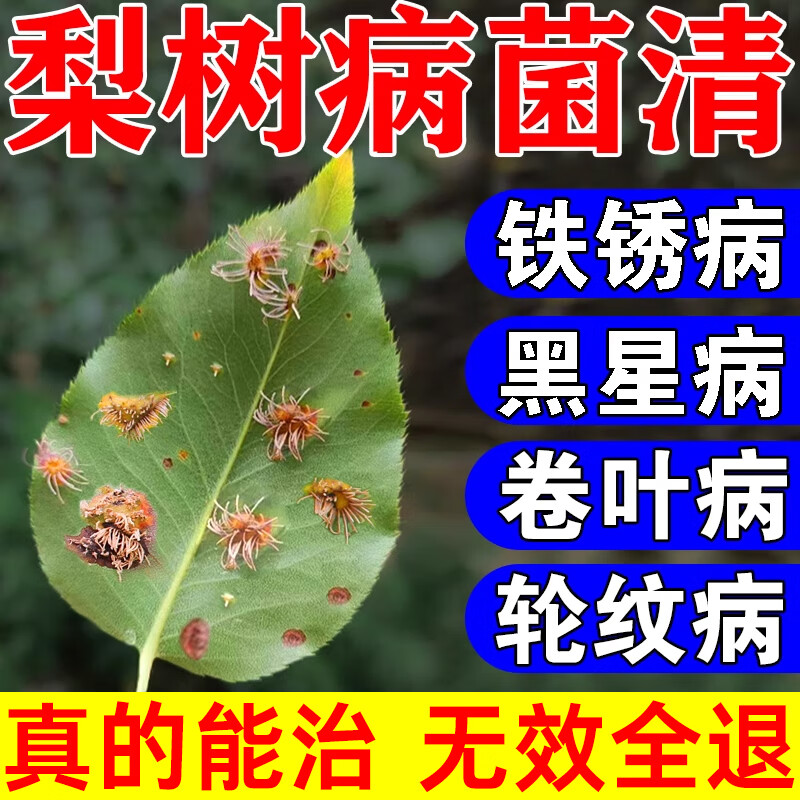 亮果梨树锈病专用药白粉病黑斑病炭疽病黑星病细菌真菌病害农药杀菌剂