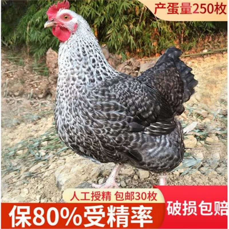 金芦花鸡可孵化种蛋受精蛋纯种汶上受精卵土鸡柴鸡笨鸡10枚 1枚