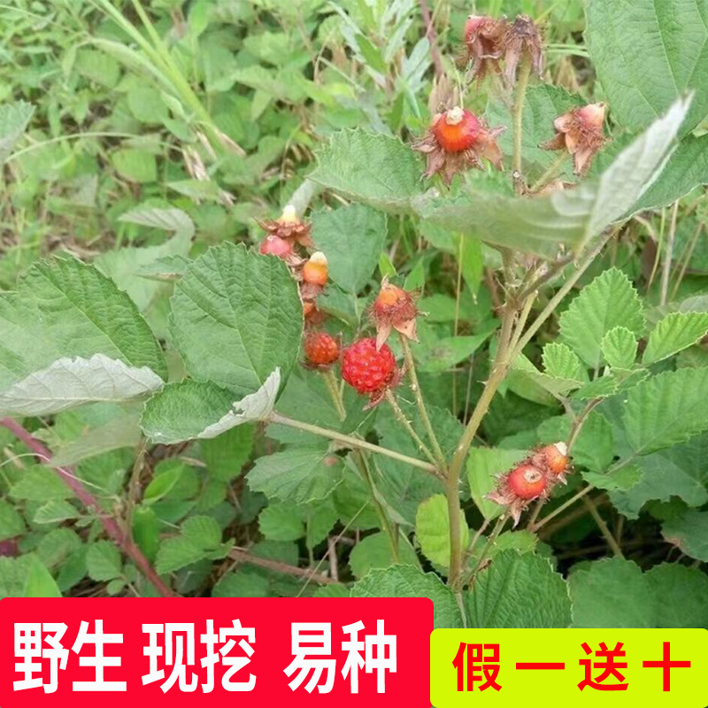 花农氏  正宗野生茅梅种苗 野树莓三月泡树苗 中药材蛇泡簕红梅消