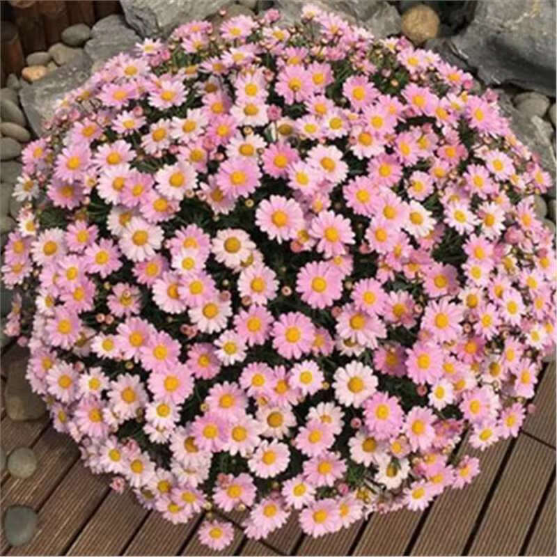 太阳花种孑四季播种开花多年生室内外庭院阳台花卉花种子籽子 粉色