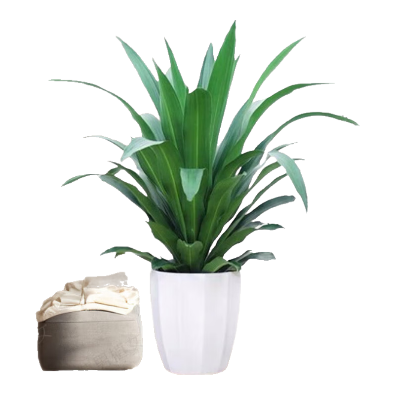 ֲ��ֲŮ ��ֲ��ҶҲ����60-80cm Բ����39.5Ԫ