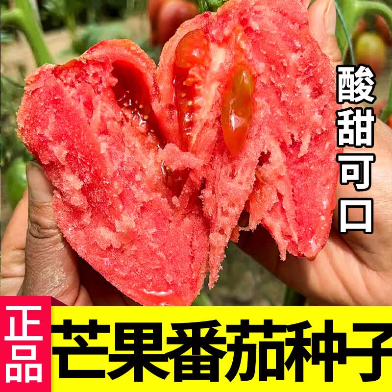 红芒果番茄种子超甜沙瓤水果大西红柿种籽四季春季阳台盆栽水果孑 红