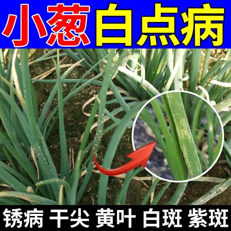 垄颖小葱专用病菌清大葱香葱干尖黄叶灰霉白斑疫病根腐锈病除菌营养液