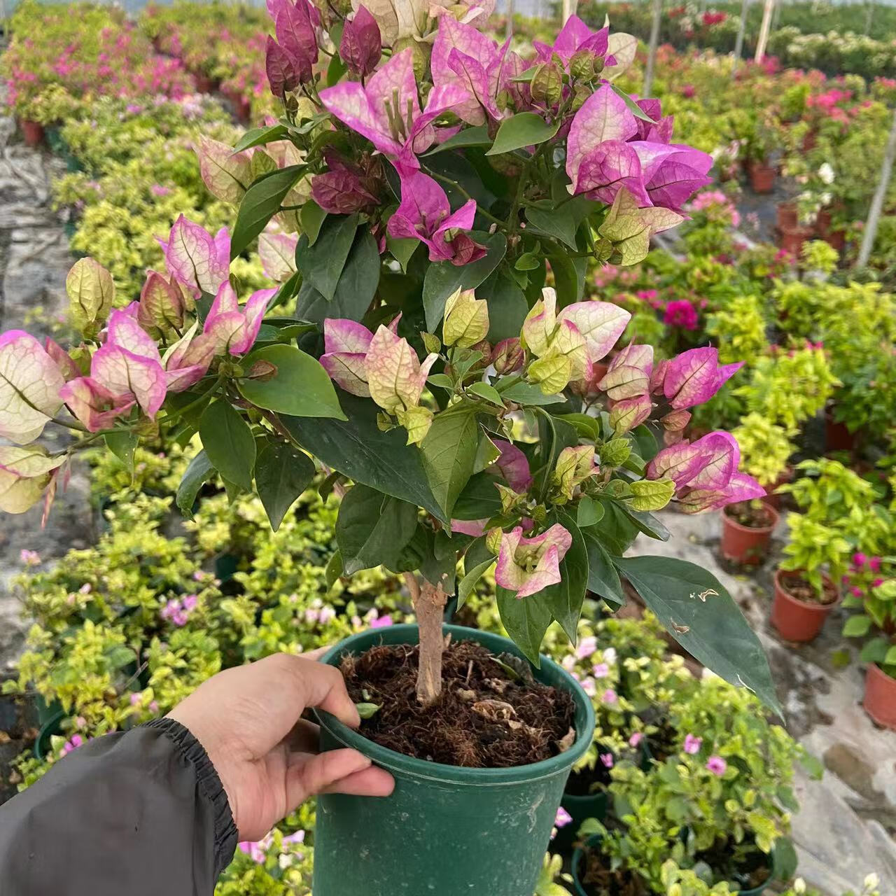 美漾末代皇帝三角梅 紫白粉三色 勤花 三角梅盆栽 新品末代皇帝三角梅