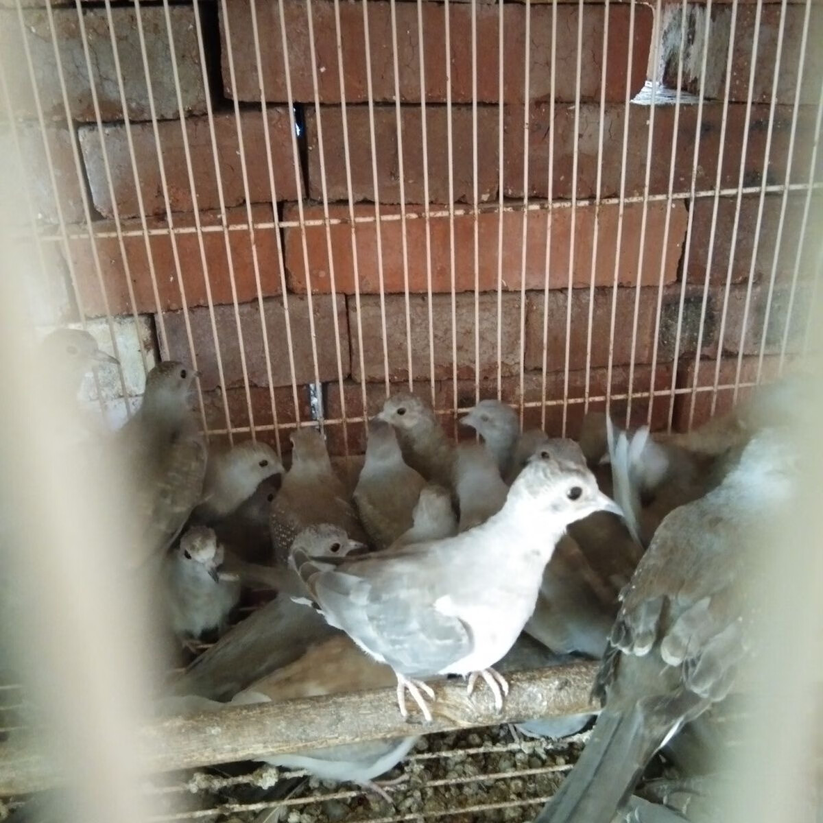 宠物雪鸽活体宠物薄珍珠鸽袖珍鸽蓝白尾原色鸽观赏宠物活体鸟雪鸽