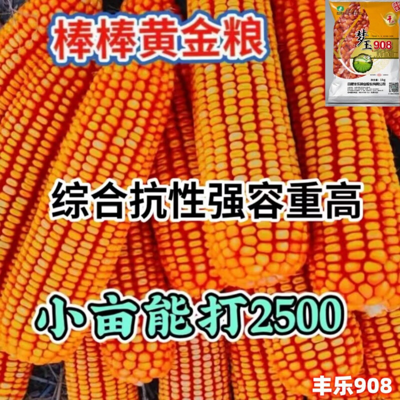 原装玉米种子大全批发稳产农科院抗旱抗倒矮杆大棒包米春夏播 2斤(约