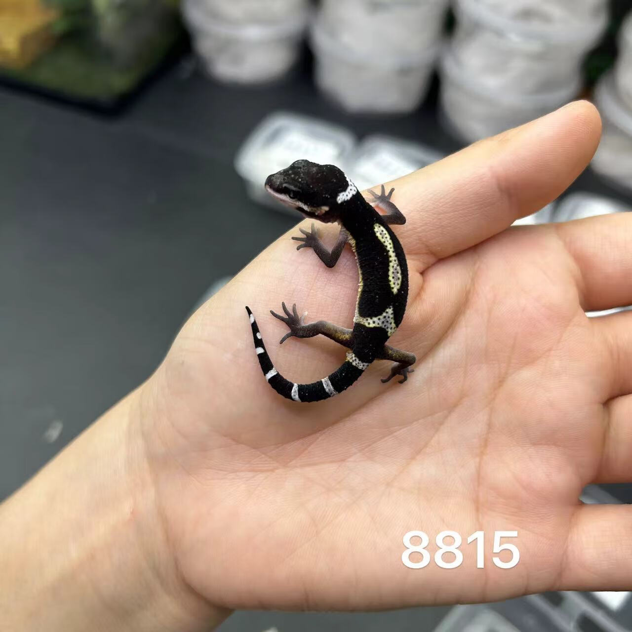 黑夜豹纹守宫网红宠物肥尾入门爬宠健康可爱小苗亚成活体多品种选