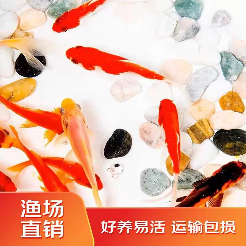 易萌 金鱼活体冷水鱼观赏鱼水族宠物活体鱼红草金鱼淡水鱼苗 小金鱼3-5cm 5条使用感如何?