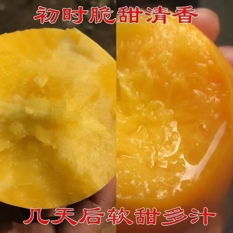 正宗山东蒙阴蜜桃新鲜水果（4.5斤）自家果园现摘现发【水蜜桃】 4.5斤普通箱
