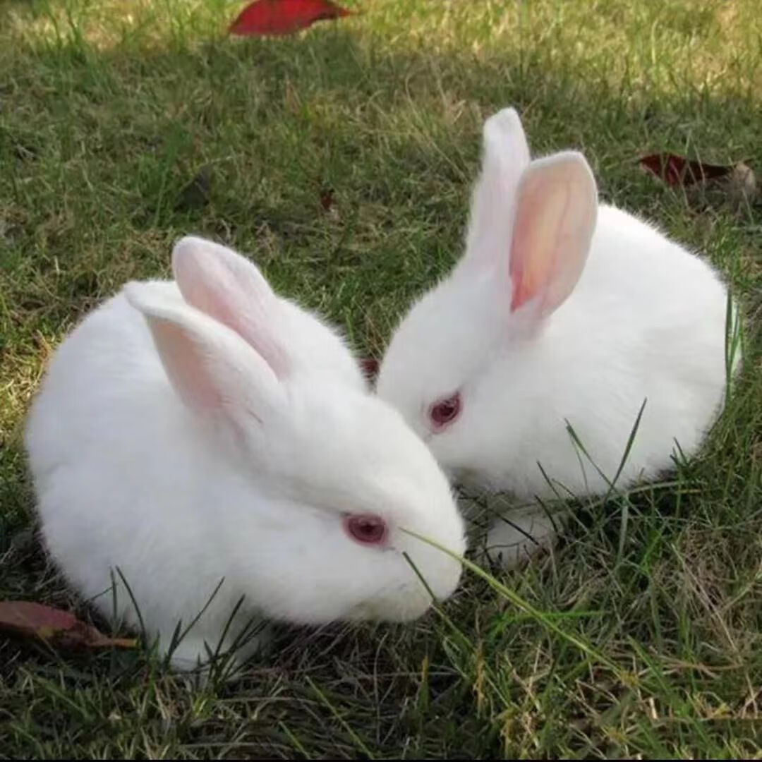 小型侏儒兔子活物长不大迷你兔儿童好养宿舍宠物兔荷兰垂耳兔活体