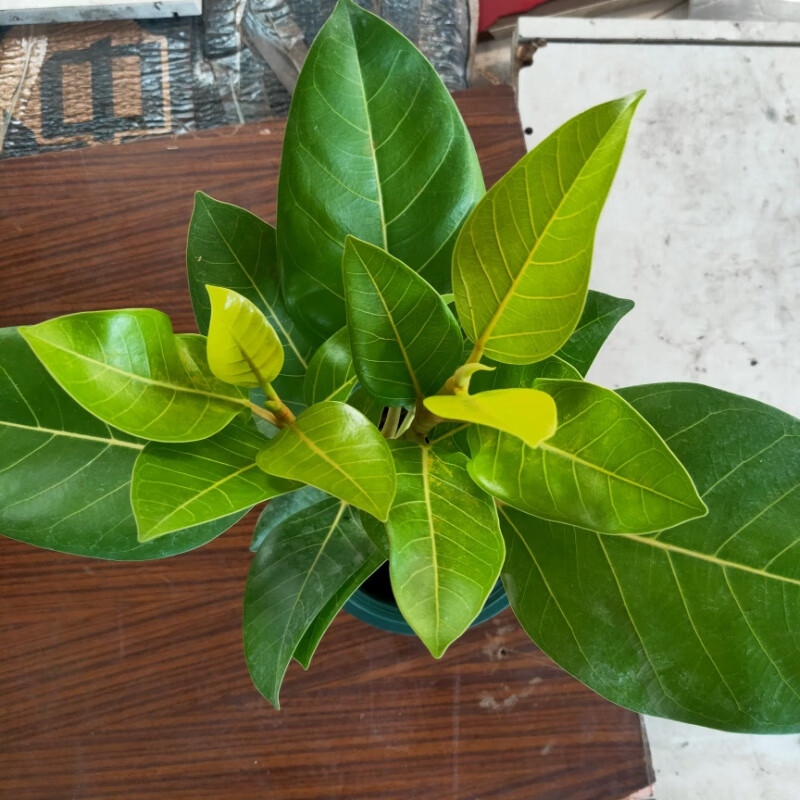 富贵榕黄金榕盆栽苗室内盆景造景花卉绿植北欧风颜值高好养 黄金榕35