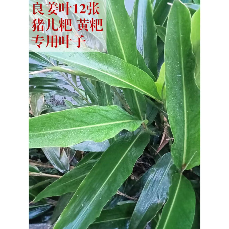维莱瑞新鲜良姜叶四川泸州宜宾特产包猪儿粑叶儿粑黄粑专用叶子重庆12