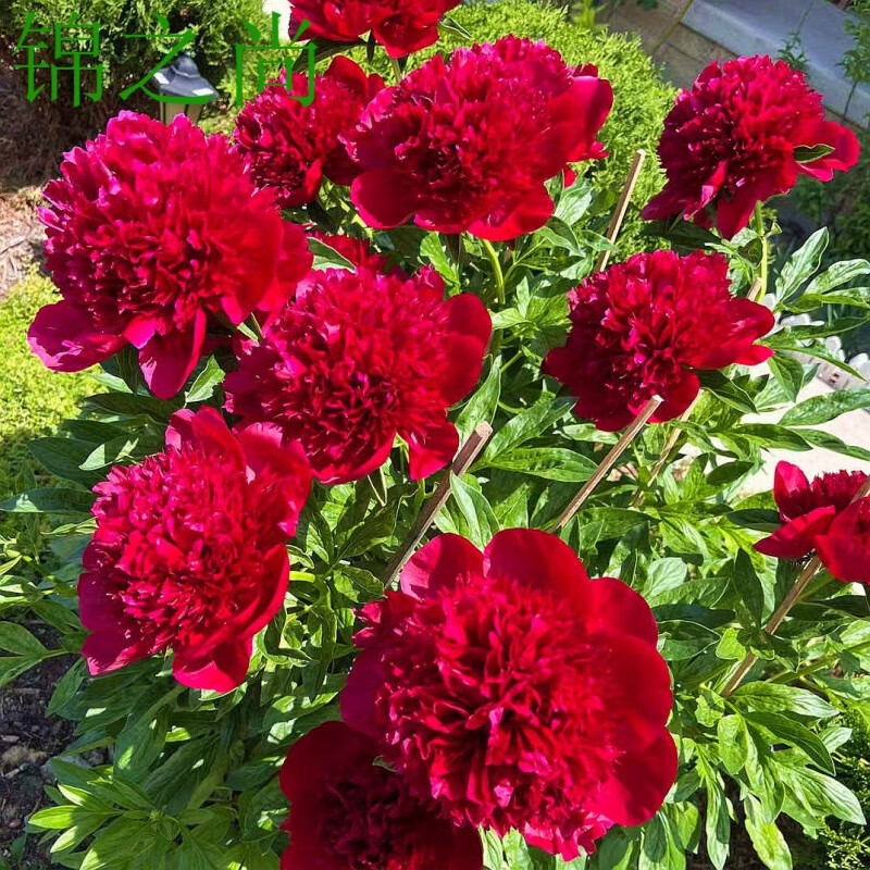 芍药花苗花根带芽种根耐寒四季易成活室内外开花浓香花卉植物 红绣球