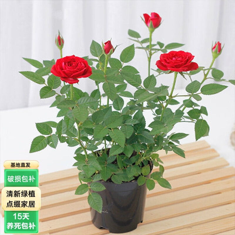 浩胜玫瑰花苗盆栽花卉带花苞绿植四季好养花微型地栽花卉桌面盆栽 迷你玫瑰花红色（不含盆）
