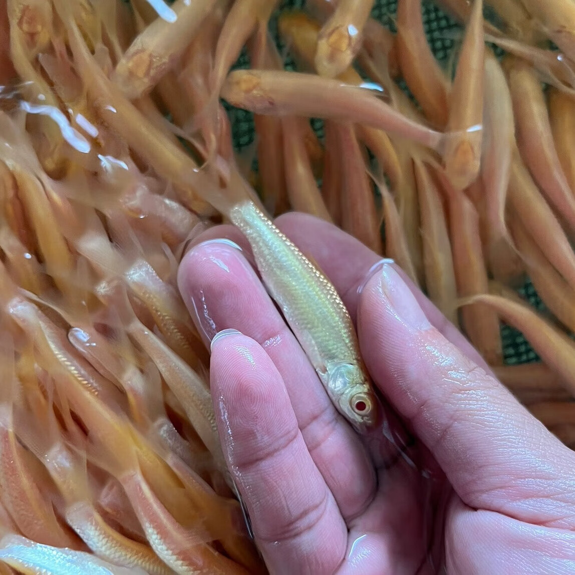 朴彩红眼金草鱼黑眼金丝鲩可选新品赤目黄金鲩淡水养殖冷水原生观赏