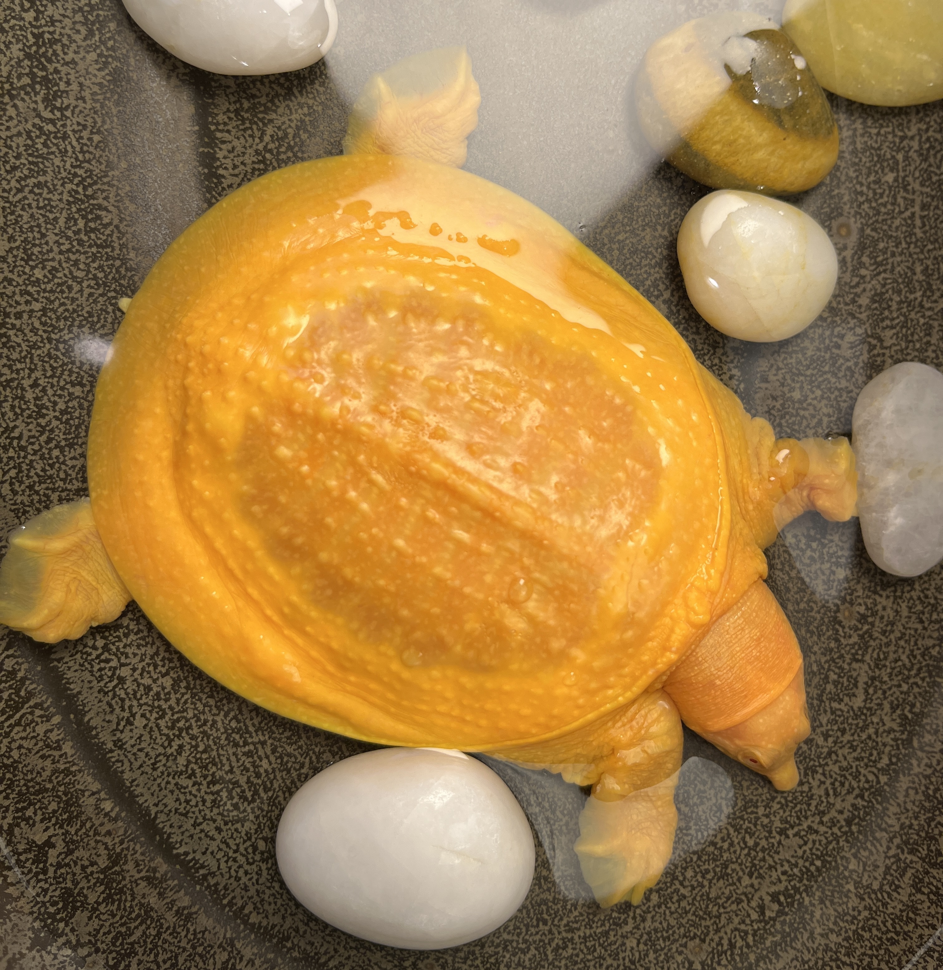 冷水养殖观赏甲鱼宠物鱼鳖混养黄金甲鱼黄金鳖金黄色甲鱼冷水龟宠 4.