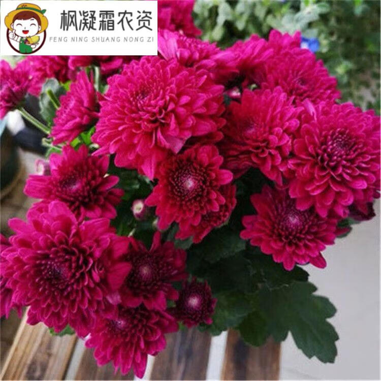 全年开大花荷兰菊大菊花九月菊盆栽地栽庭院阳台绿植花 荷兰菊紫芙蓉