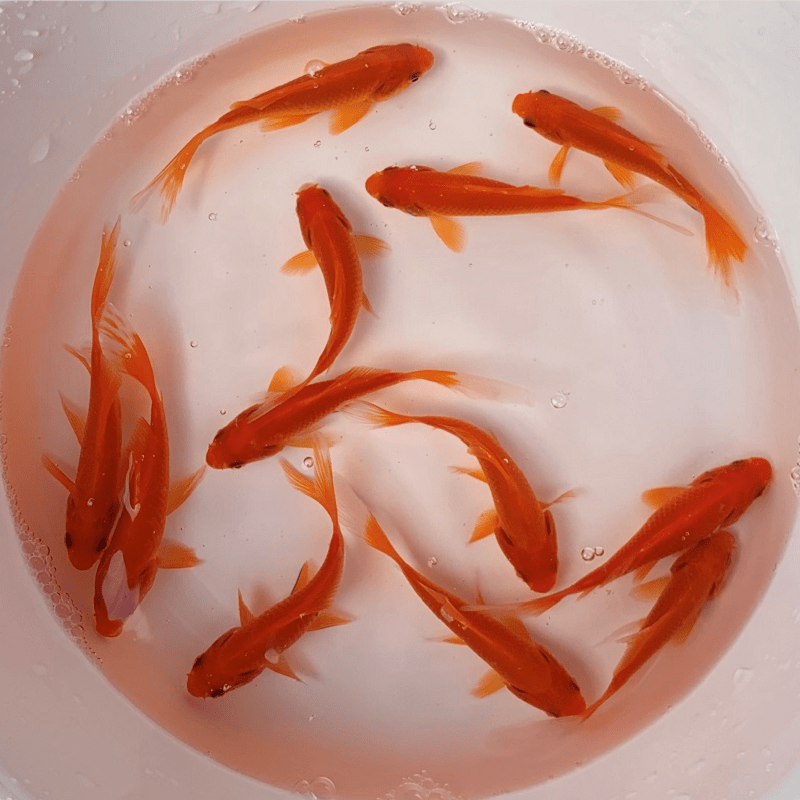 墨一冷水鱼观赏鱼淡水鱼金黄金龙凤锦鲤红白红草金冷水好养的鱼 全红